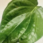 Betel Leaf 1Kg